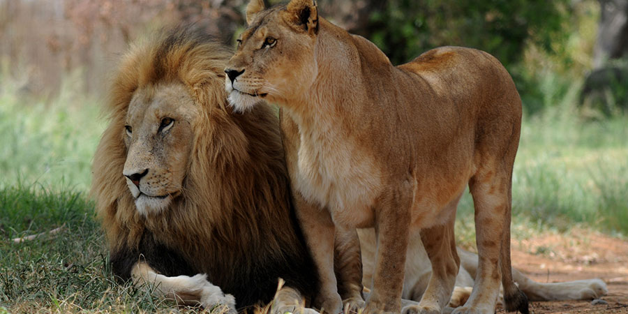 Spotting ‘Big Five’ wildlife in top reserves including the Kruger Park