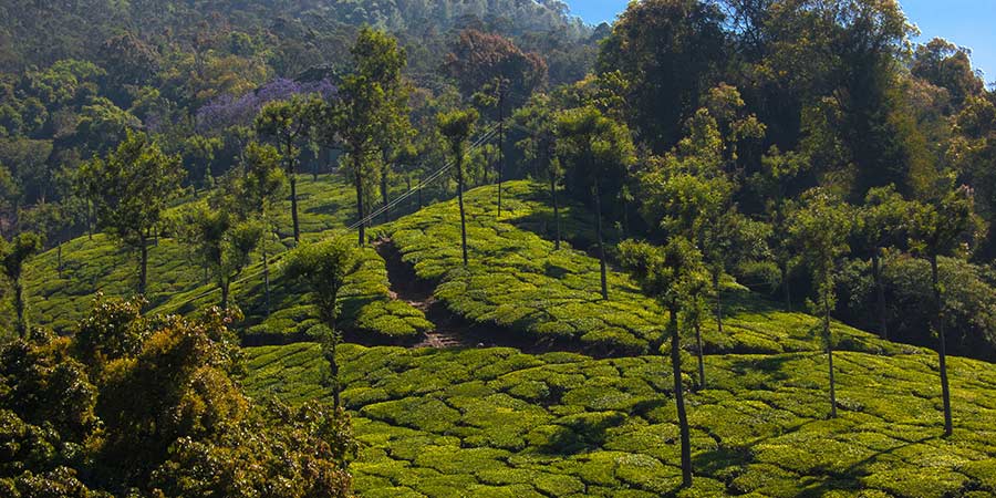 Enjoy lunch at a Coonoor tea plantation