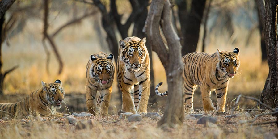Four tigers in Ranthambore National Park, walking through tall grass, with bare trees in the background.